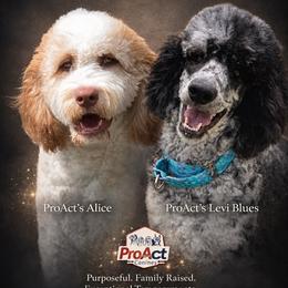 Saint Berdoodle puppies from ProAct Canines