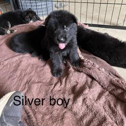 German Shepherd Puppies from Kimberly Philpott