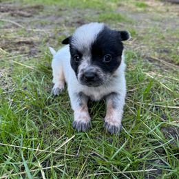 Little Lou - Blue speckled female Australian Cattle Dog puppy in Cottage Grove, Oregon from Heirloom Ranch