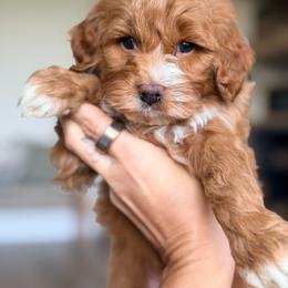 Green collar - Red male Bernedoodle puppy in Fort Wayne, Indiana from Crimson Curl Doodles
