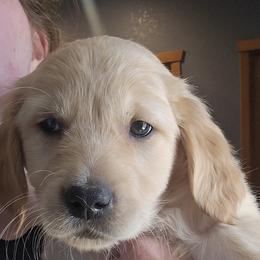 Golden Retriever Puppies from Rodgers Retrievers