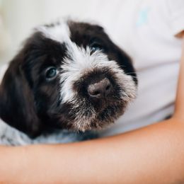 Yellow - Brown and gray male Wirehaired Pointing Griffon puppy in Preston, Idaho from Glendale Griffons