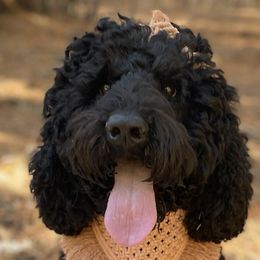 Goldendoodles from Doodles of the Pines