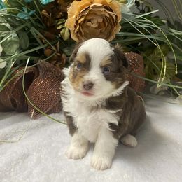 Teeny - Red tri male Miniature Australian Shepherd puppy in Oroville, Washington from High Mountain Aussies