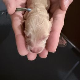 Aspen - Cream male Dachshund puppy in Bremen, Georgia from Jones Royal Kennels / Jones Miniature Dachshunds