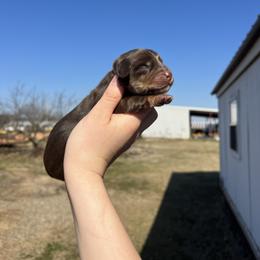 Chubs - Chocolate and tan male Dachshund puppy in Nashville, Arkansas from Cuddles n Curls