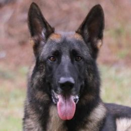 German Shepherds and Golden Retrievers from Von Der Raeuberbande German Shepherds