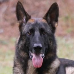 German Shepherds and Golden Retrievers from Von Der Raeuberbande German Shepherds