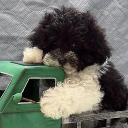 Pepper - Black and silver female Havapoo puppy in Lancaster, South Carolina from 3 Bs Havanese-PUPPIES with  PURPOSE