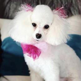 Princess Leia - Poodle