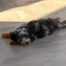 Rosie - Blue merle female Sheepadoodle puppy in North Royalton, Ohio from Johnson's Doodles