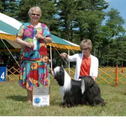 Tibetan Terrier All Grown Up from Kham Ra Tibetans