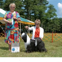 Tibetan Terrier All Grown Up from Kham Ra Tibetans