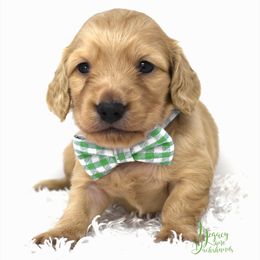Jellyroll - Cream Dachshund puppy in Flint, Texas from Legacy Lane Dachshunds