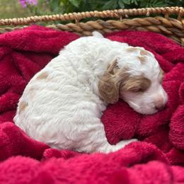 Kennedy - Buff and white female Cockapoo puppy in Egg Harbor City, New Jersey from Grace Given Cockapoos (GGC)