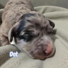 Dot - Blue merle female Aussiedoodle puppy in Lebanon, Oregon from Abbott Family Farm
