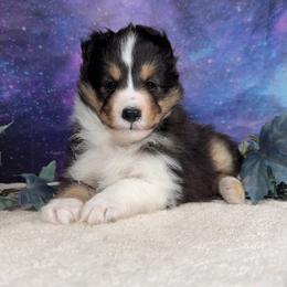 Boba - Black white and tan male Shetland Sheepdog puppy in Elk, Washington from Asgard Shetland Sheepdogs