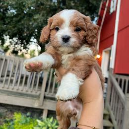 Pecan - Apricot female Cavapoo puppy in Bloomfield, New York from Campbell Cavapoos
