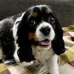 Sadie - Cavalier King Charles Spaniel