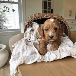 Blaze - Brown male Cavapoo puppy in Burlington, Iowa from Pleasant Home Puppies