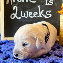 Arctic - Light golden male Golden Retriever puppy in Doniphan, Missouri from Stockford’s Golden Retrievers