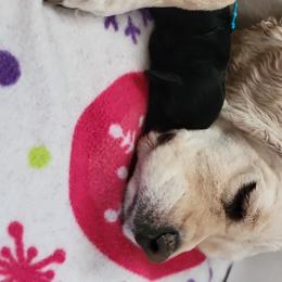 Georgia  - Cocker Spaniel