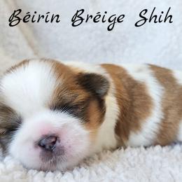 Shih Tzu Puppies from Beirin Breige Shih Tzus
