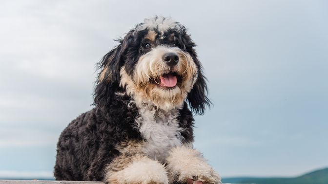 Bernedoodle