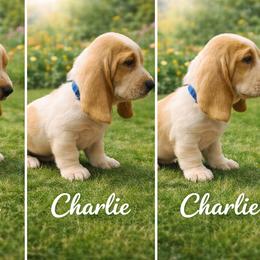 Charlie - Lemon and white male Basset Hound puppy in Manorville, New York from Lil Family Farm