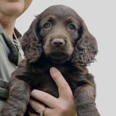 Boykin Spaniel Puppies from Bayhill Boykins