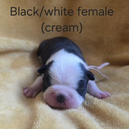 Cream Girl - Black and white female Boston Terrier puppy in Goodview, Virginia from Precious Bostie's