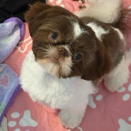 Honey - Liver and white female Shih Tzu puppy in Coolidge, Arizona from 🌗 New Moon Shih Tzu 🌗