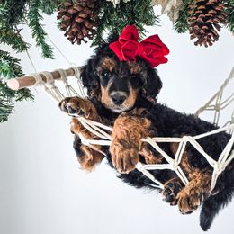 Rain - Phantom female Poodle puppy in Gaylord, Michigan from Dog Mom Co.