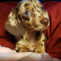 Dachshund Puppies from FLYING L Dachshund Academy