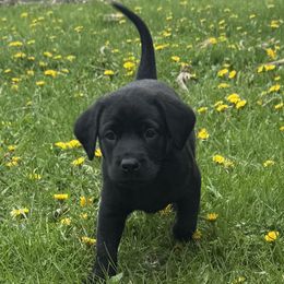 Labrador Retriever puppies from Ozatonka British Labs