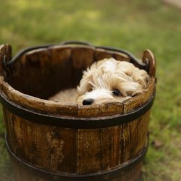 Australian Cobberdog Puppies from Livlander Australian Cobberdogs