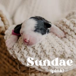 Sundae - Black and white female Sheepadoodle puppy in Patterson, California from Dooling Doodles