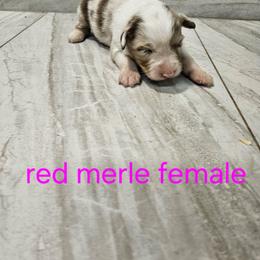 Ella f4 - Red merle female Australian Shepherd puppy in Arbela, Missouri from County Line Aussies