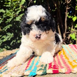 Buck - Phantom male Bernedoodle puppy in Sherman, Illinois from Shirl Doodle Life