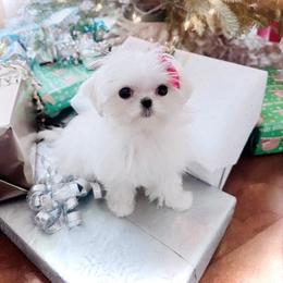 Maltese and Yorkshire Terrier Puppies from tatortot pup