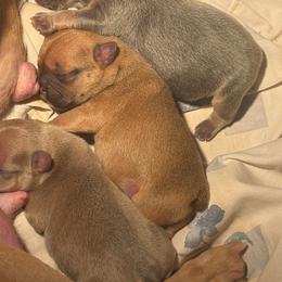 Floyd - Tricolors male French Bulldog puppy in Middletown, Rhode Island from Royal Frenchies LLC