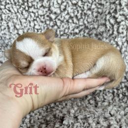 Grit - Chocolate and white male Chihuahua puppy in Augusta, Georgia from Sophia Jade's Chi Brigade