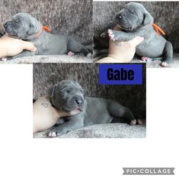 Gabe - Blue male Great Dane puppy in Spokane, Washington from Phoenix Family Danes
