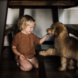 Goldendoodle Puppies from Doodle Bliss