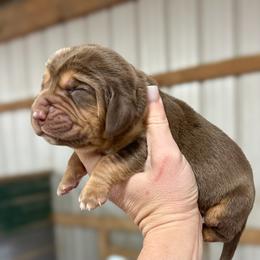Jake - Liver and tan male Bloodhound puppy in Marvell, Arkansas from Hat Creek Kennel