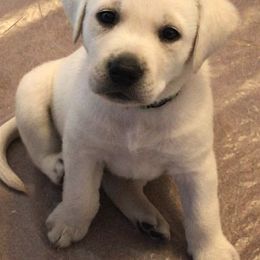 Labrador Retriever Puppies from Southfork Labradors