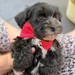 Cabernet Black Tux - Black male Miniature Schnauzer puppy in Temple, Texas from Schnauzers Of Taylor