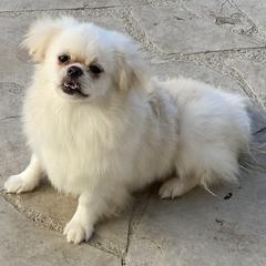 Cavalier King Charles Spaniel and Tibetan Spaniel Puppies from Kabaret Cavaliers & Tibetan Spaniels