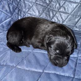 Isaiah - Black male German Shepherd puppy in Pennock, Minnesota from Shakopee Creek German Shepherds