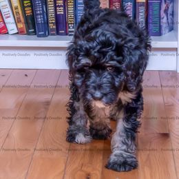 Bernedoodle and Cavapoo Puppies from Positively Doodles